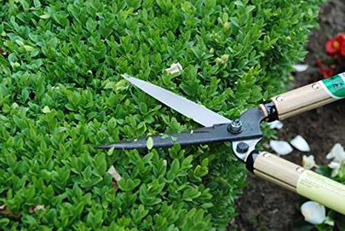 Okatsune Shrub Shears Short Handle for Trimming Hedges No.216