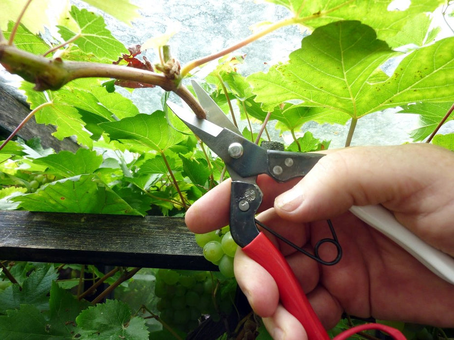 Okatsune Harvest Scissors No.307