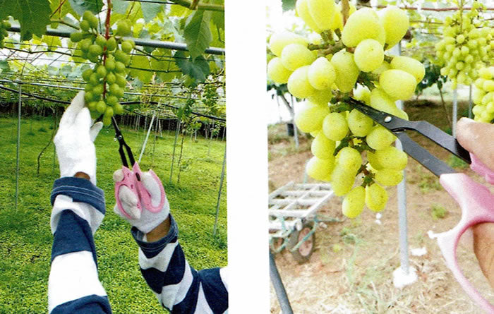 Saboten Grape Scissors Large Handle 160 mm B-1FPB/B-1MFPB