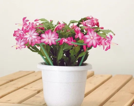 ISHIZAKI Flower Support – Available in Various Sizes