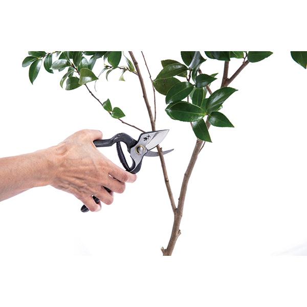 Tenju Tsugaru Type Forged Pruning Shears Nishiki SK-5 190 mm