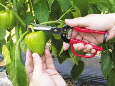 ARS Fruit Picking Shears Extra Long Type with Guard (Blister Pack) No. 300LL-G-BP